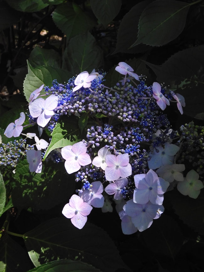 アジサイ サマーメドレー | PROVEN WINNERS (PW)【植物の国際