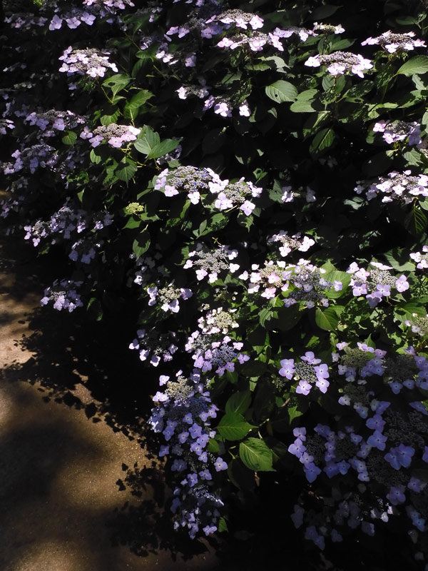 紫陽花( 2022年作) 楽天市場】【数量限定】紫陽花 ネイビーブルー 5号鉢 鉢植え