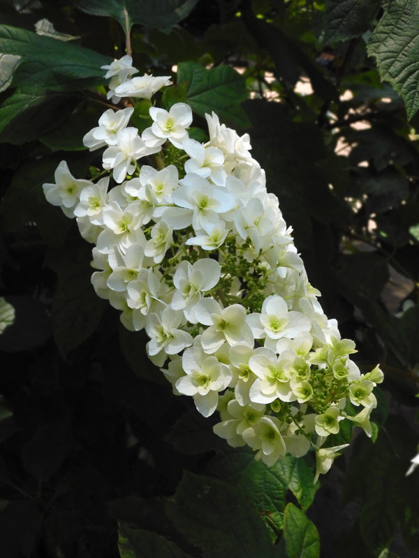 紫陽花( 2022年作) backend=imagemagick;version=1;