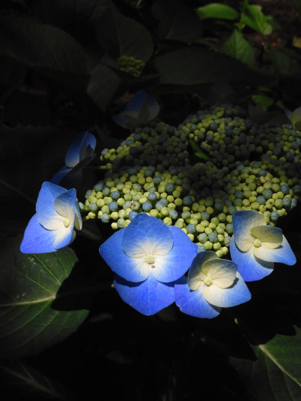 紫陽花 2022〈小平市立あじさい公園〉2 咲き始めのアジサイの美