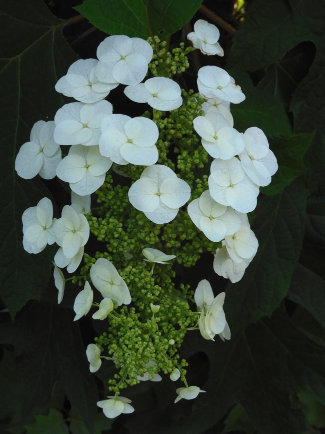 紫陽花( 2022年作) 楽天市場】紫陽花 あじさい 【ラ・ベッラ】 5号ポット苗 : 苗木