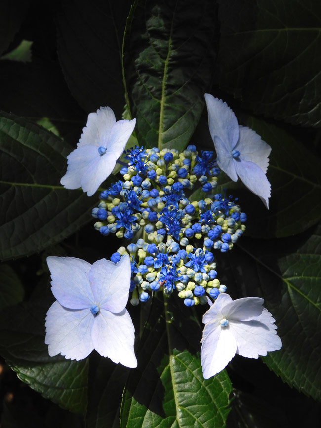 紫陽花( 2022年作) 新種の紫陽花 ・ ・ ・ オレンジ色の紫陽花⁉️ 新種の紫陽花を