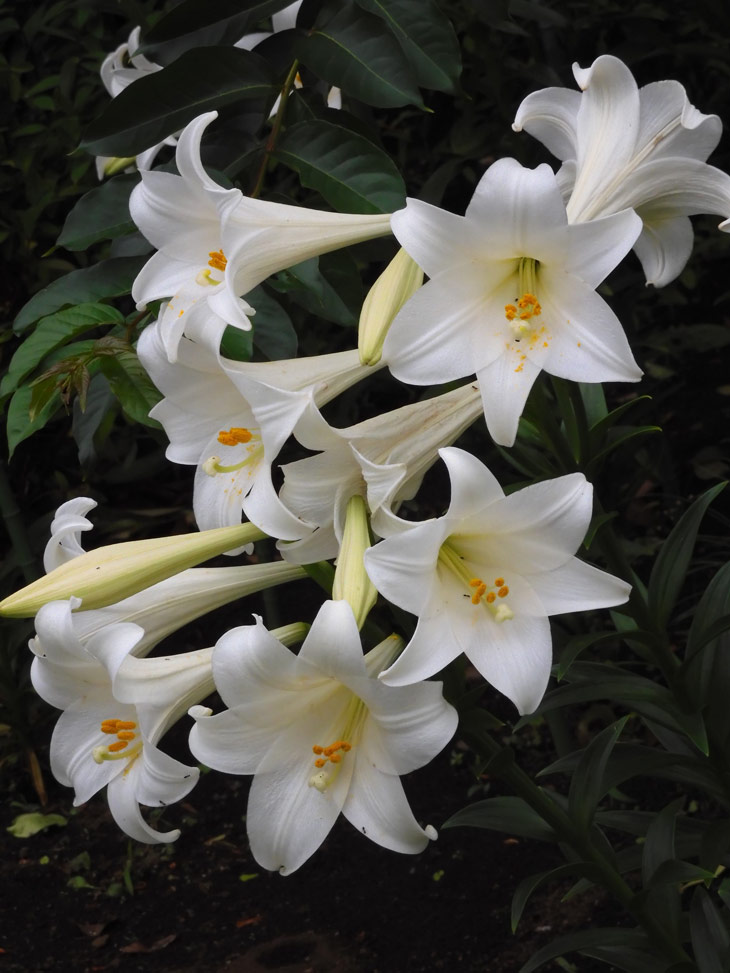 2022年06月20日の記事 | K U R A D A S H I