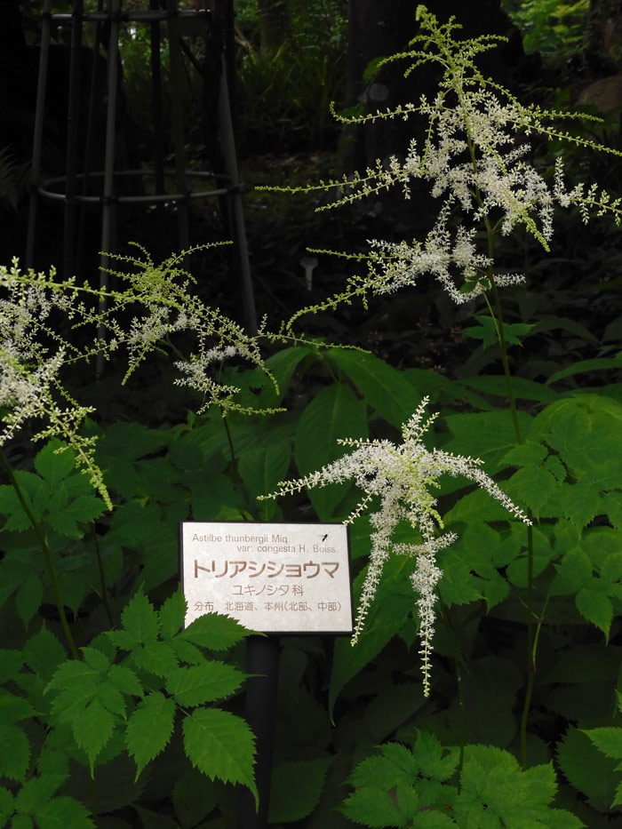 トリアシショウマ、アカショウマ、ミヤマカラマツ 2022.6月撮影の山野草〈東京都薬用植物園の花〉 - 20220621_2488687.jpg