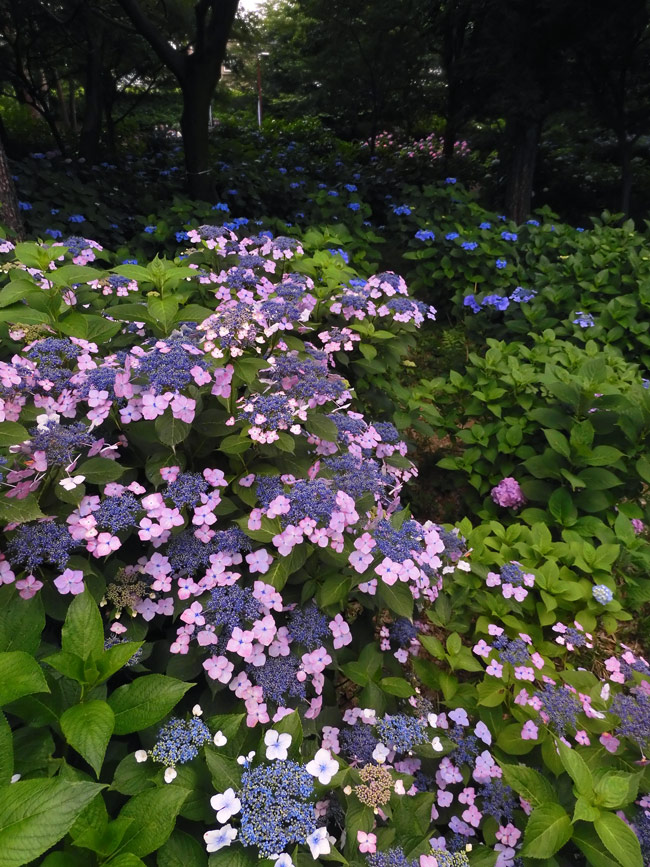あじさいツーリング】県内の紫陽花スポットに行ってきました