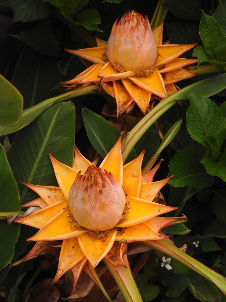 地湧金蓮（ウンナンチユウキンレン) 地湧金蓮 【公式通販】