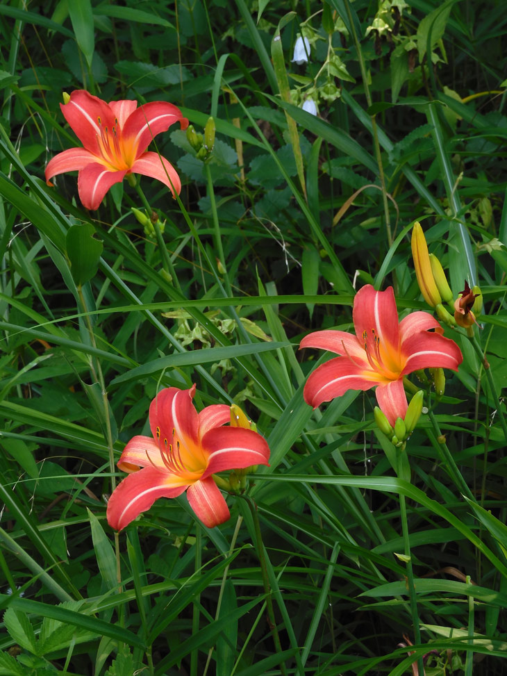 ヘメロカリス(５種類) ヘメロカリス(5種類) ヘメロカリス5品種セット