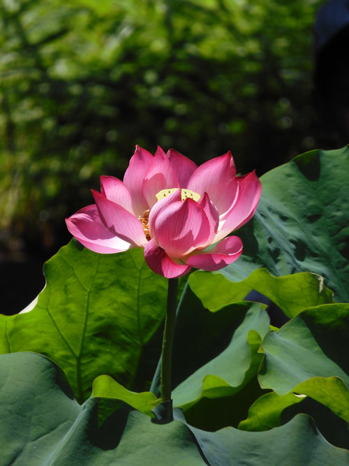 大賀博士ゆかりの古代蓮などハスの花を無料観賞できる名所 府中