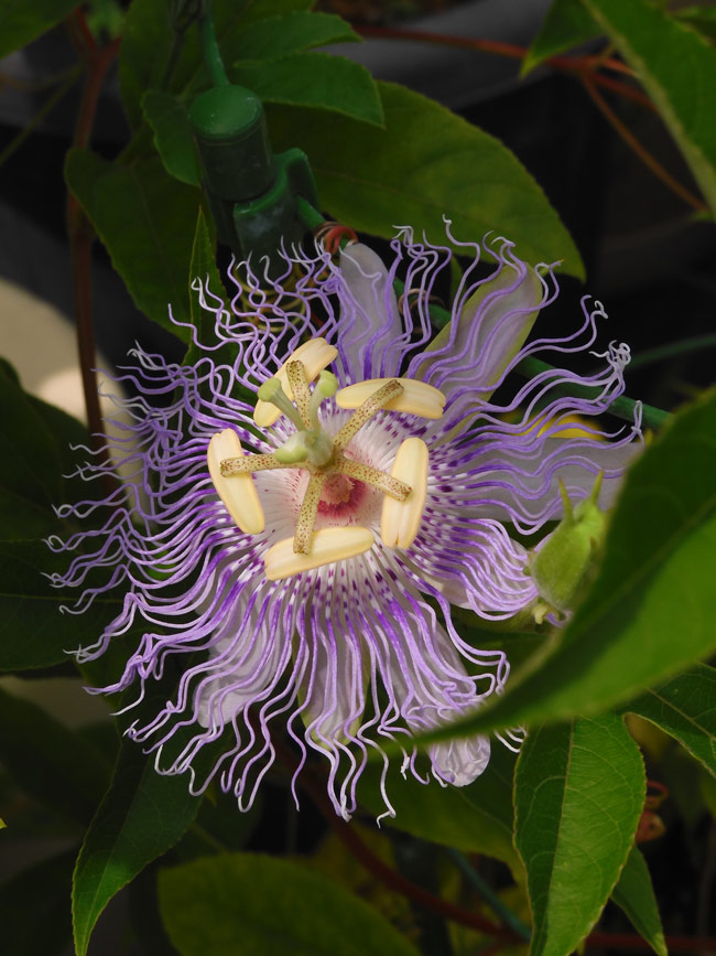美しい時計草！薬用植物園のチャボトケイソウと白い時計草の一種