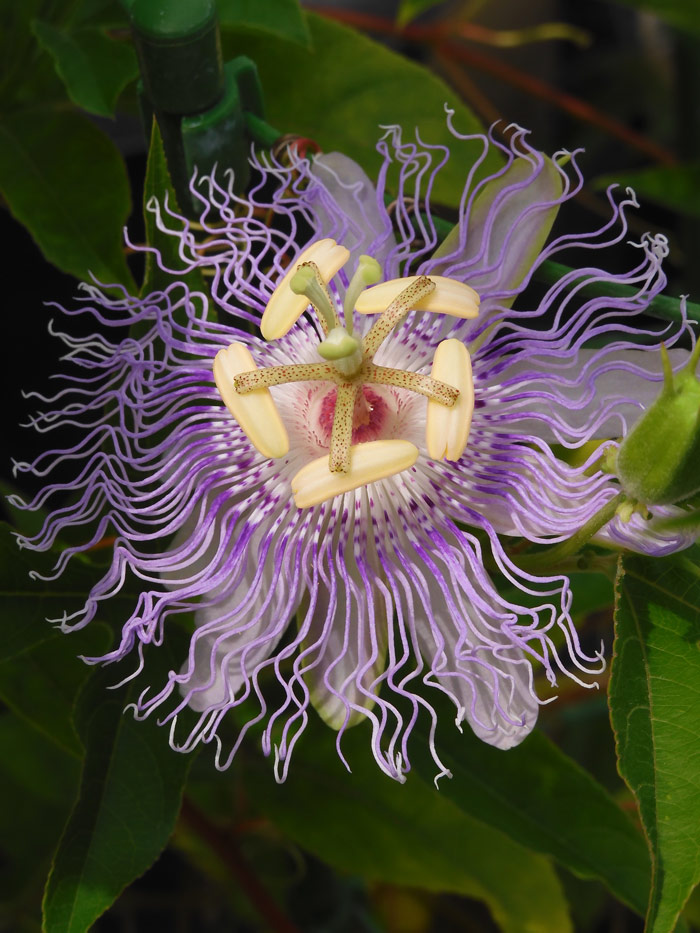 美しい時計草！薬用植物園のチャボトケイソウと白い時計草の一種
