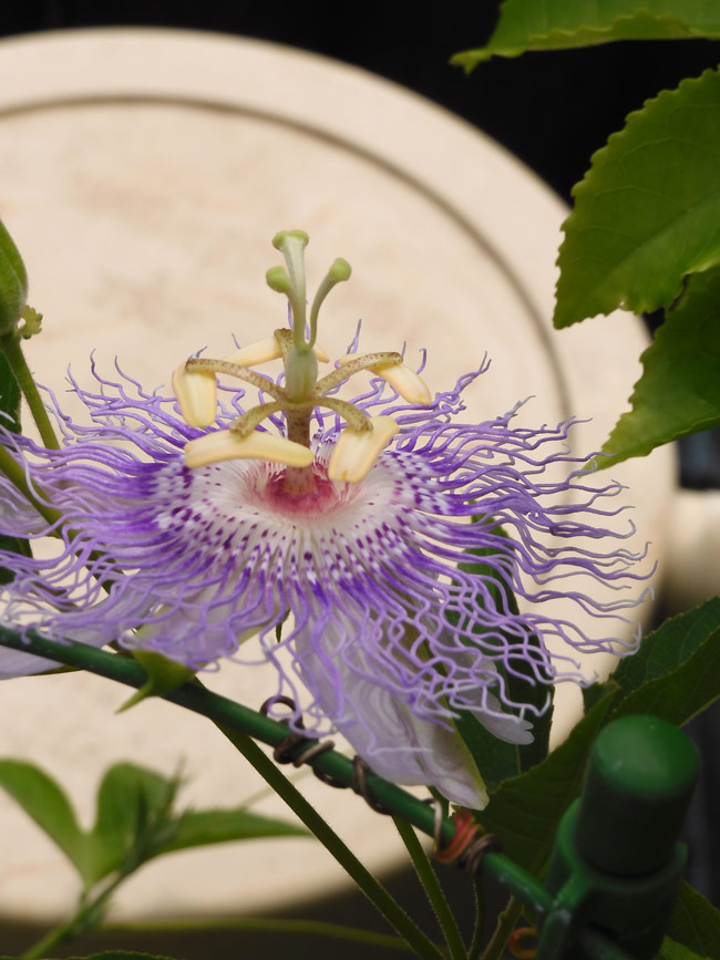 美しい時計草！薬用植物園のチャボトケイソウと白い時計草の一種