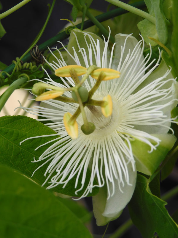 美しい時計草！薬用植物園のチャボトケイソウと白い時計草の一種