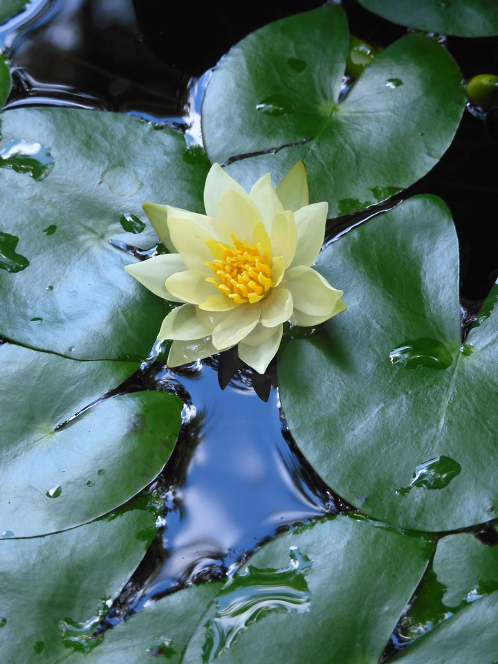 ヒツジグサ(未草) 希少な開花に感動‼︎ 唯一の日本在来種 ヒツジグサ(未草) 希少な開花に感動‼︎ 唯一の日本在来種