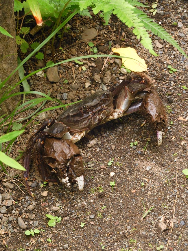モモンガハウス (カニ柄) 夏仕様 涼しい夏生地を使用❗️ 1450円