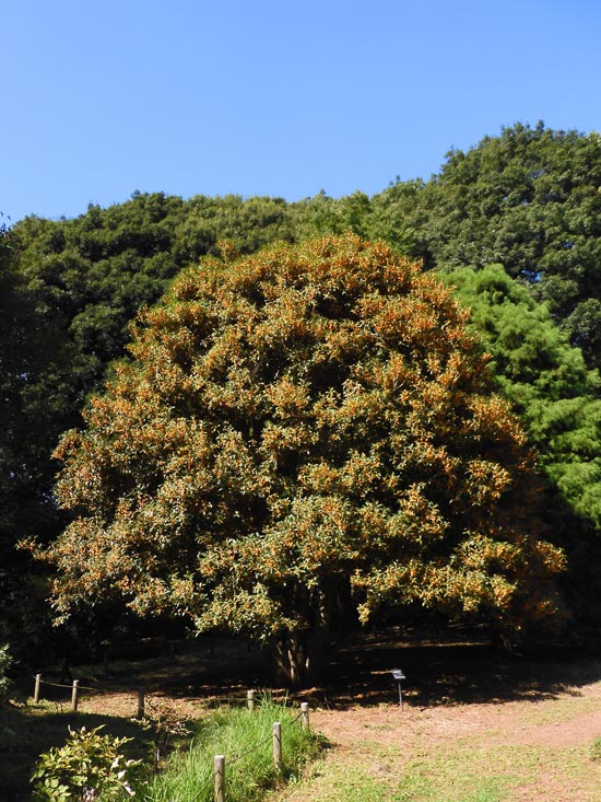金木犀 キンモクセイ 現在の木姿 /752 （神代植物公園のキンモクセイ 