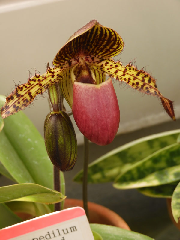 神代植物公園 大温室 ラン室〈後編〉パフィオペディルム、セロジネ