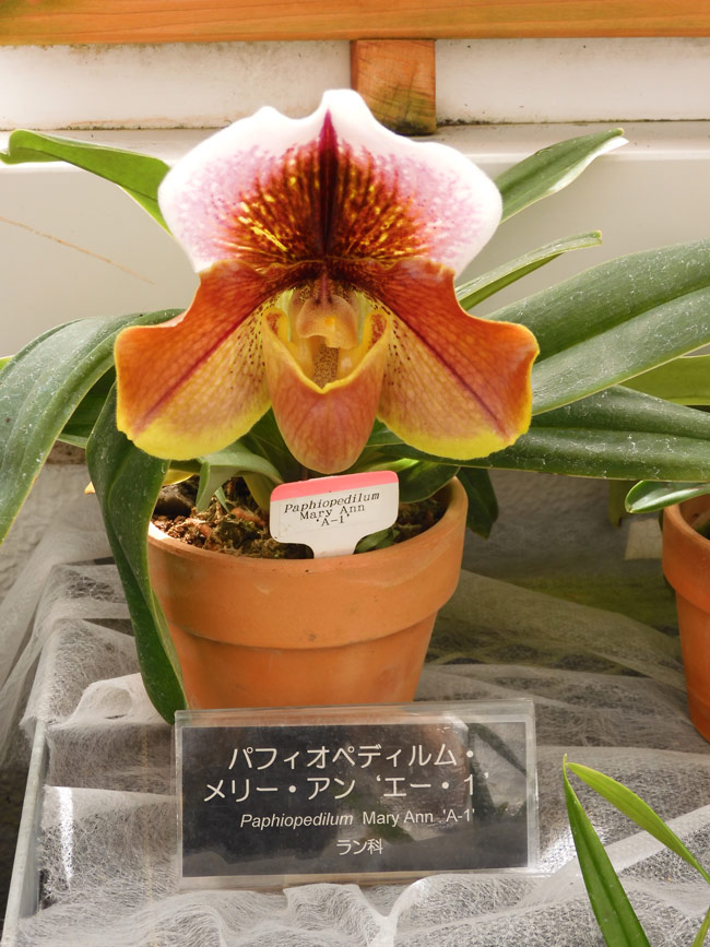 神代植物公園 大温室 ラン室〈後編〉パフィオペディルム、セロジネ