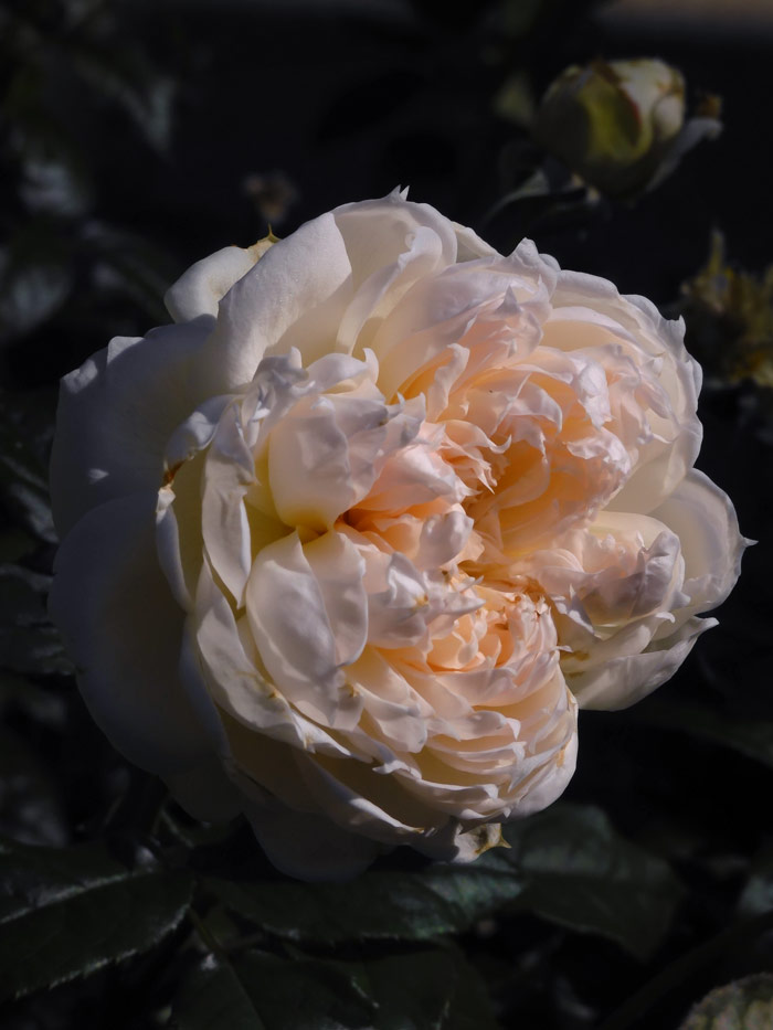 四季の香ローズガーデン 2022 秋薔薇 「四季の香」「ザ