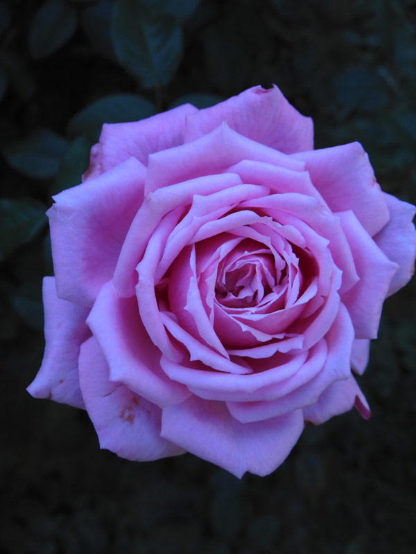 四季の香ローズガーデン 2022 秋薔薇 「スウィート・ドリフト」他