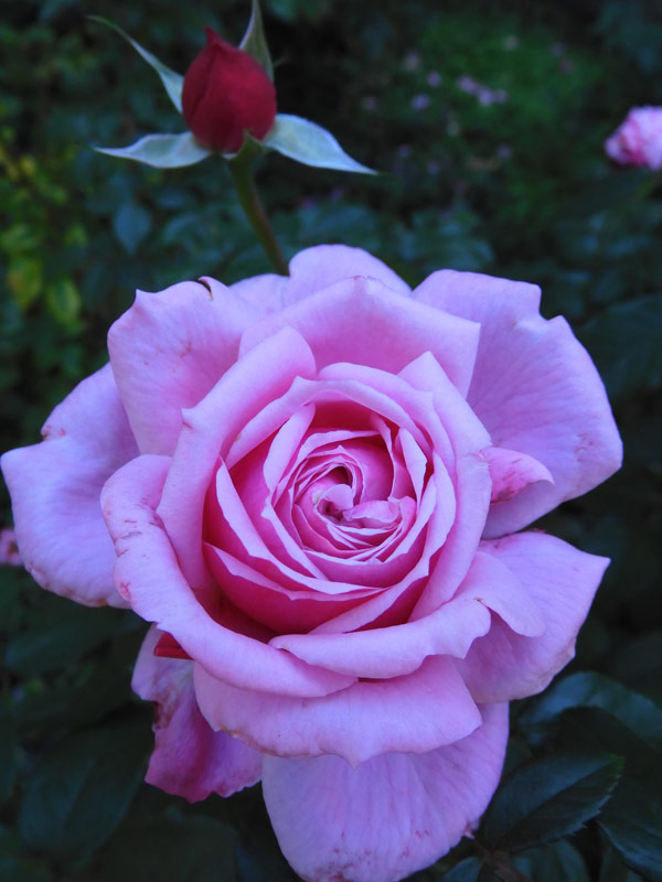 四季の香ローズガーデン 2022 秋薔薇 「スウィート・ドリフト」他