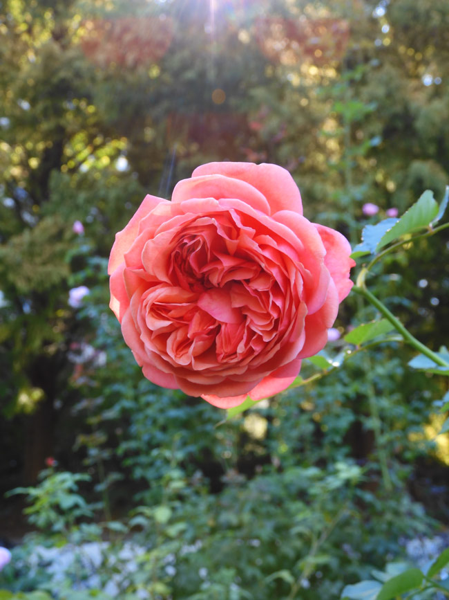 四季の香ローズガーデン 2022 秋薔薇 「パウル・クレー