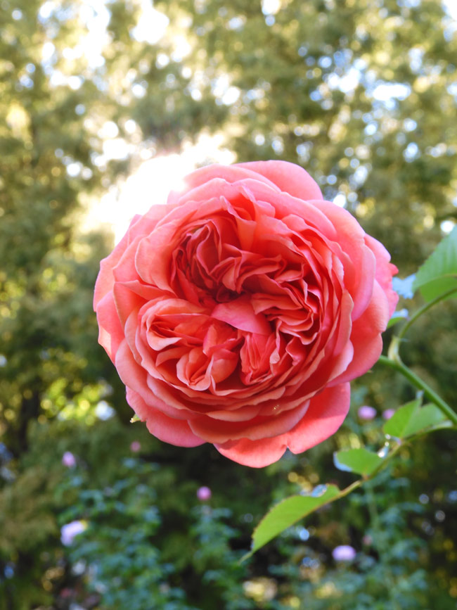 四季の香ローズガーデン 2022 秋薔薇 「パウル・クレー」「ピース」他