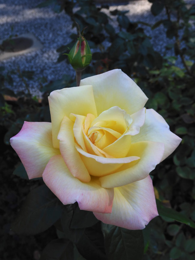 四季の香ローズガーデン 2022 秋薔薇 「パウル・クレー