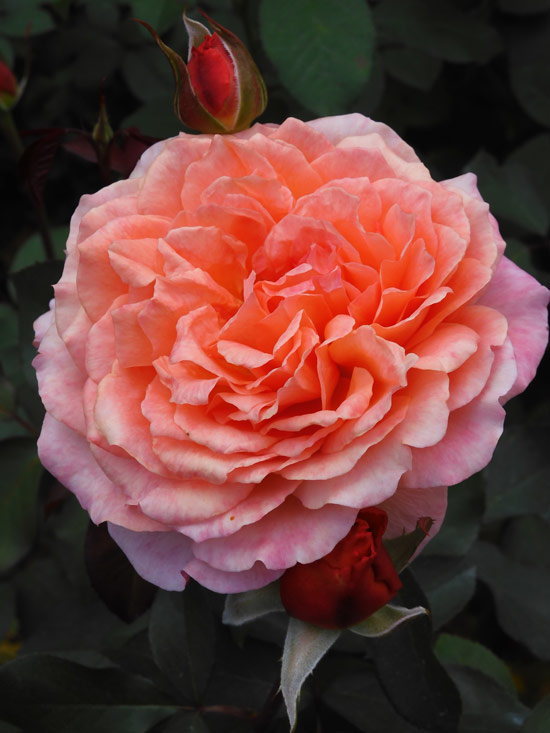 保谷町ローズガーデン 2022 秋薔薇『有名人・芸術家の名を冠したバラ