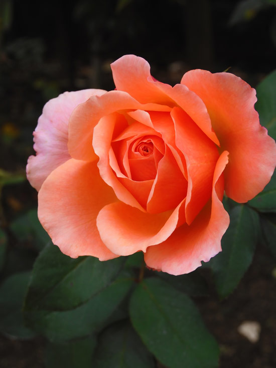 アウガルテン オールドウインターローズ プレート 2枚 バラ 薔薇 no