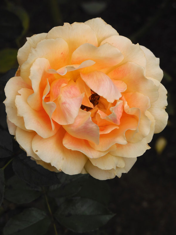 保谷町ローズガーデン 2022 秋薔薇『希望（黄・オレンジ色のバラ