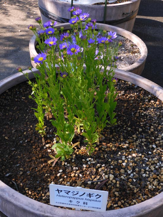ヤマジノギク 美しい青紫の菊 11月上旬撮影（2022、2021年）〈東京都