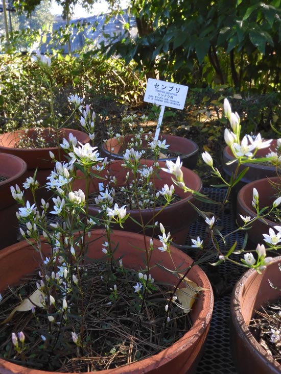 センブリ&ムラサキセンブリ 2022.11月上旬撮影〈東京都薬用植物園の花