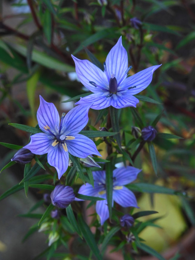 センブリ&ムラサキセンブリ 2022.11月上旬撮影〈東京都薬用植物園の花