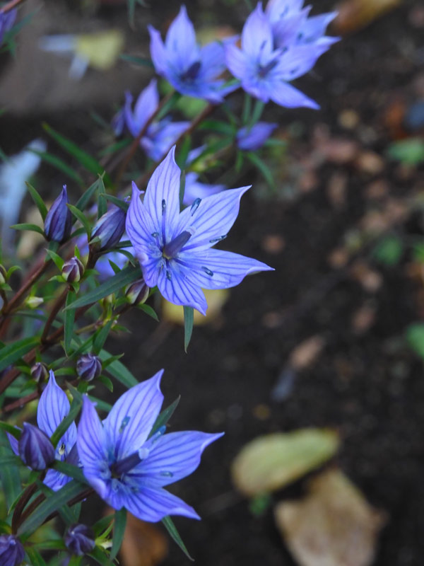 センブリ&ムラサキセンブリ 2022.11月上旬撮影〈東京都薬用植物園の花