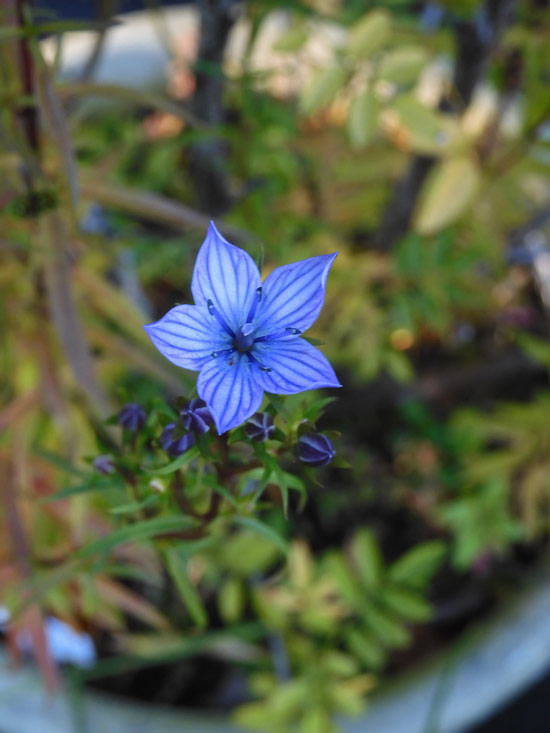 センブリ&ムラサキセンブリ 2022.11月上旬撮影〈東京都薬用植物園の花