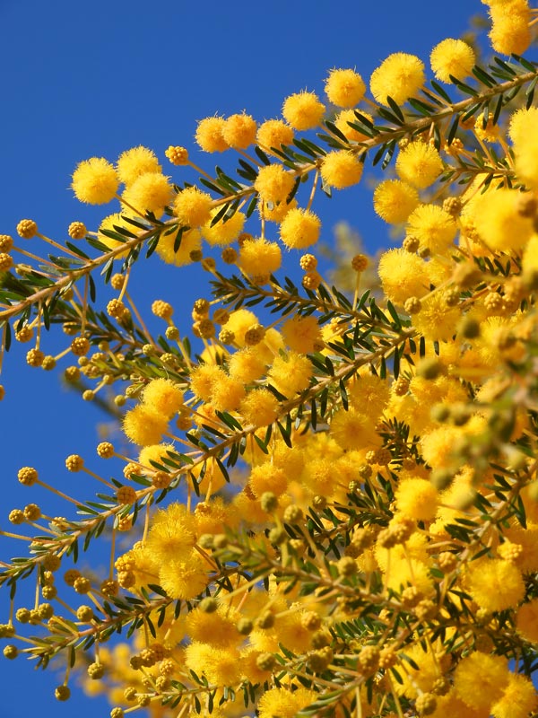 秋咲きミモザ（アカシア） 'ゴールデントップ' 2022.11月撮影〈路上