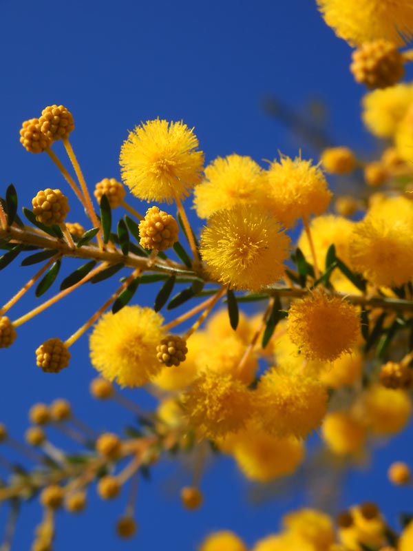 秋咲きミモザ（アカシア） 'ゴールデントップ' 2022.11月撮影〈路上