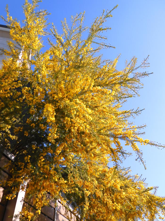 秋咲きミモザ（アカシア） 'ゴールデントップ' 2022.11月撮影〈路上