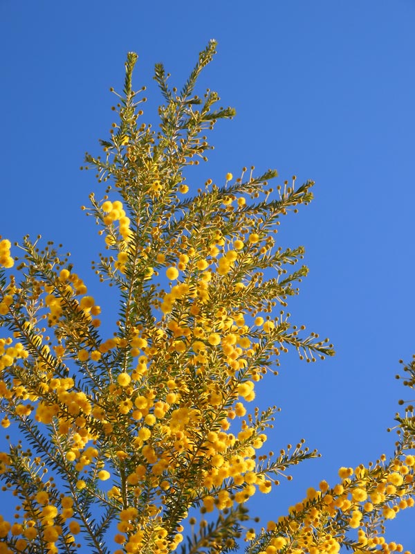 秋咲きミモザ（アカシア） 'ゴールデントップ' 2022.11月撮影〈路上