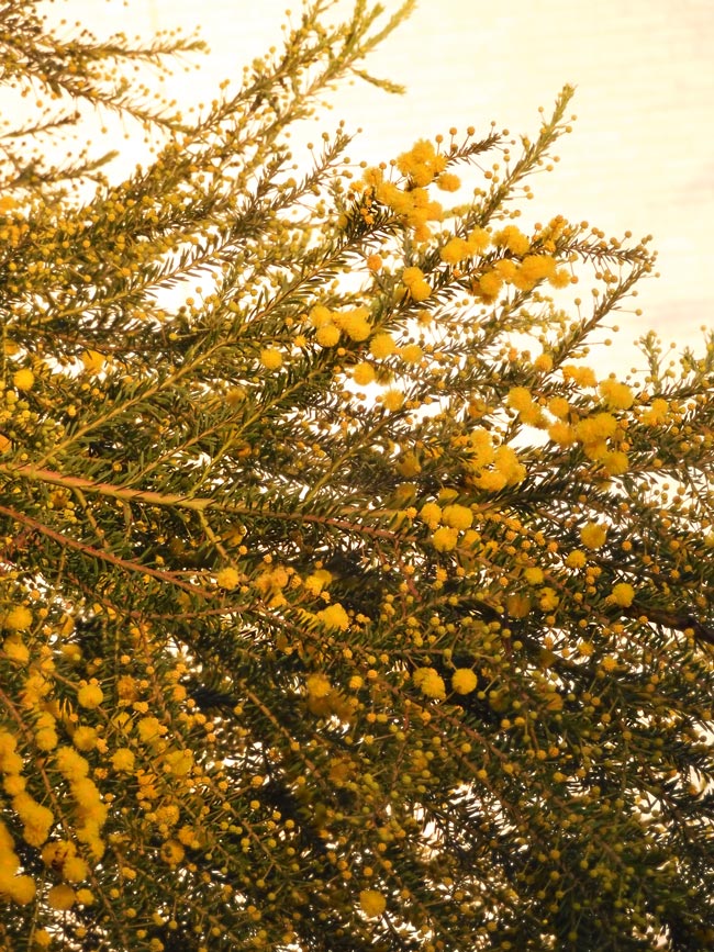 秋咲きミモザ（アカシア） 'ゴールデントップ' 2022.11月撮影〈路上