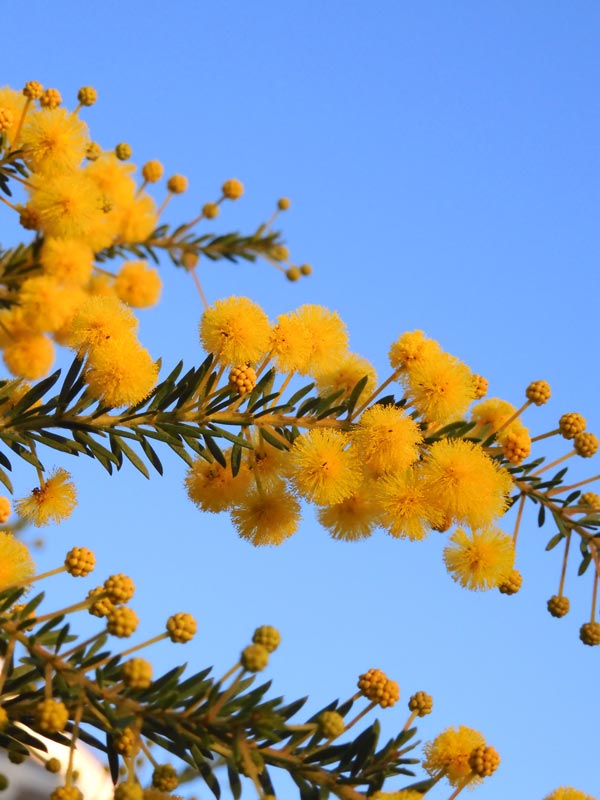 秋咲きミモザ（アカシア） 'ゴールデントップ' 2022.11月撮影〈路上