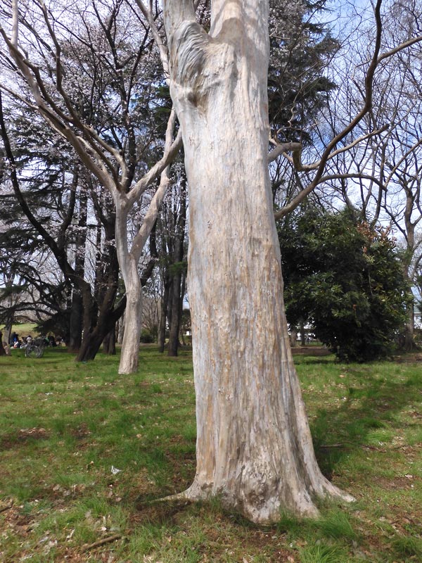 シマサルスベリ 滑らかな木肌にうねる幹が美しい！小金井公園つつじ山