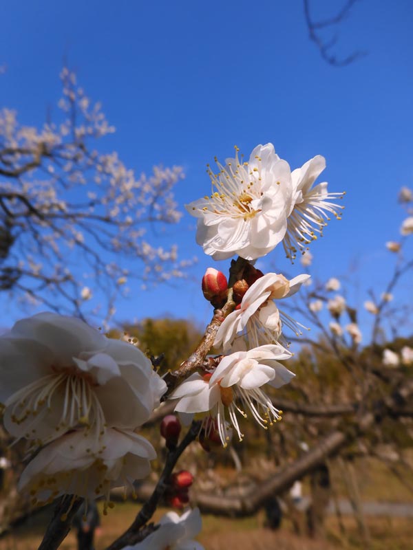 神代植物公園・うめ園の早咲き花梅 2023.2月上旬撮影の花 | K U R A D