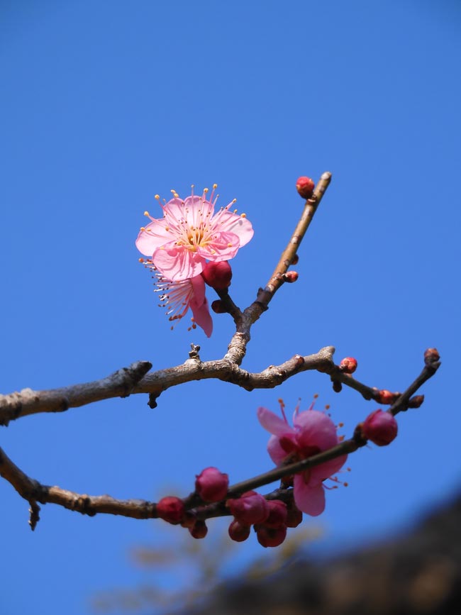 神代植物公園・うめ園の早咲き花梅 2023.2月上旬撮影の花 | K U R A D