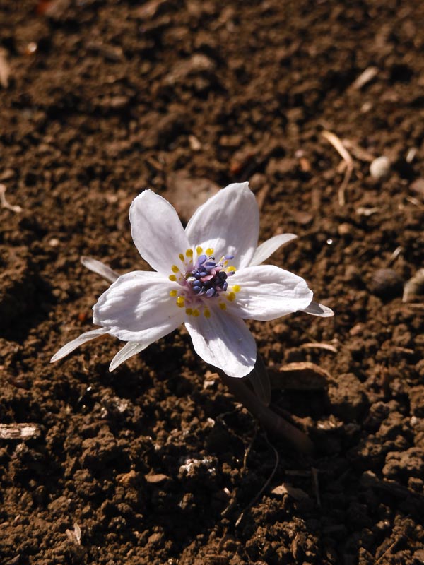 ①セツブンソウ 節分草 八重咲き 貴重 3花茎 - メルカリ - 花