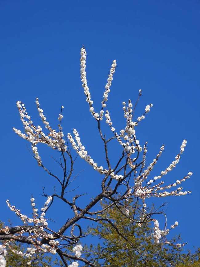 神代植物公園 うめ園「白難波」「寒紅」 2023.2月下旬中旬撮影の