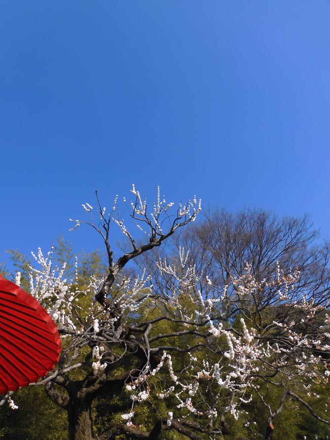 紅白梅耳花生 花梅：紅白梅（コウハクバイ）盆栽仕立て6号鉢植え（開花終了