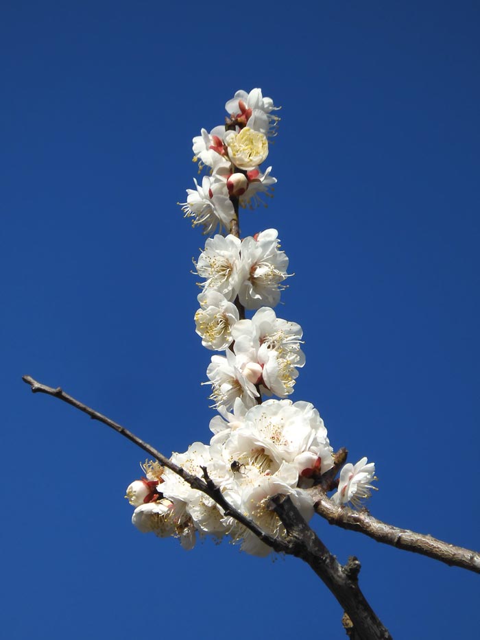 神代植物公園 うめ園「白難波」「寒紅」 2023.2月下旬中旬撮影の花梅