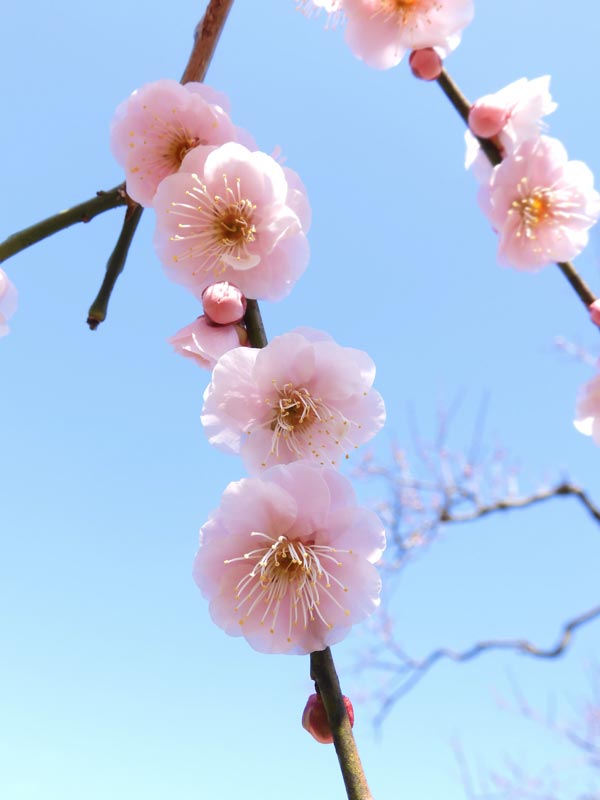 神代植物公園 うめ園 梅まつり 2023.2月下旬撮影の花梅 花香実、米良