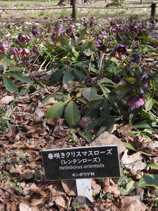 春咲きクリスマスローズ（レンテンローズ）2023.3月上旬撮影〈神代植物